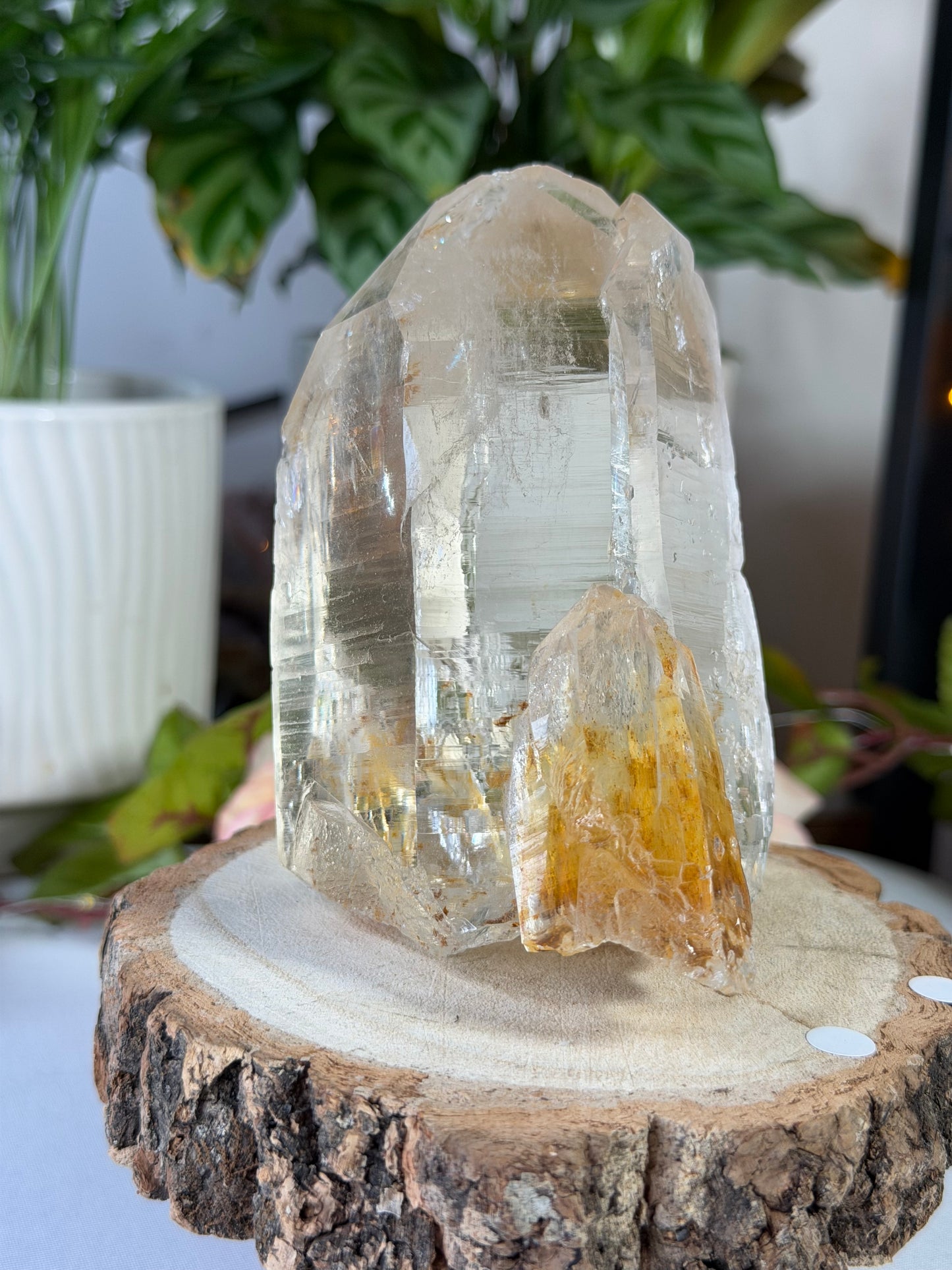 High Quality Natural Brazilian Champagne Cathedral Citrine  | 579g