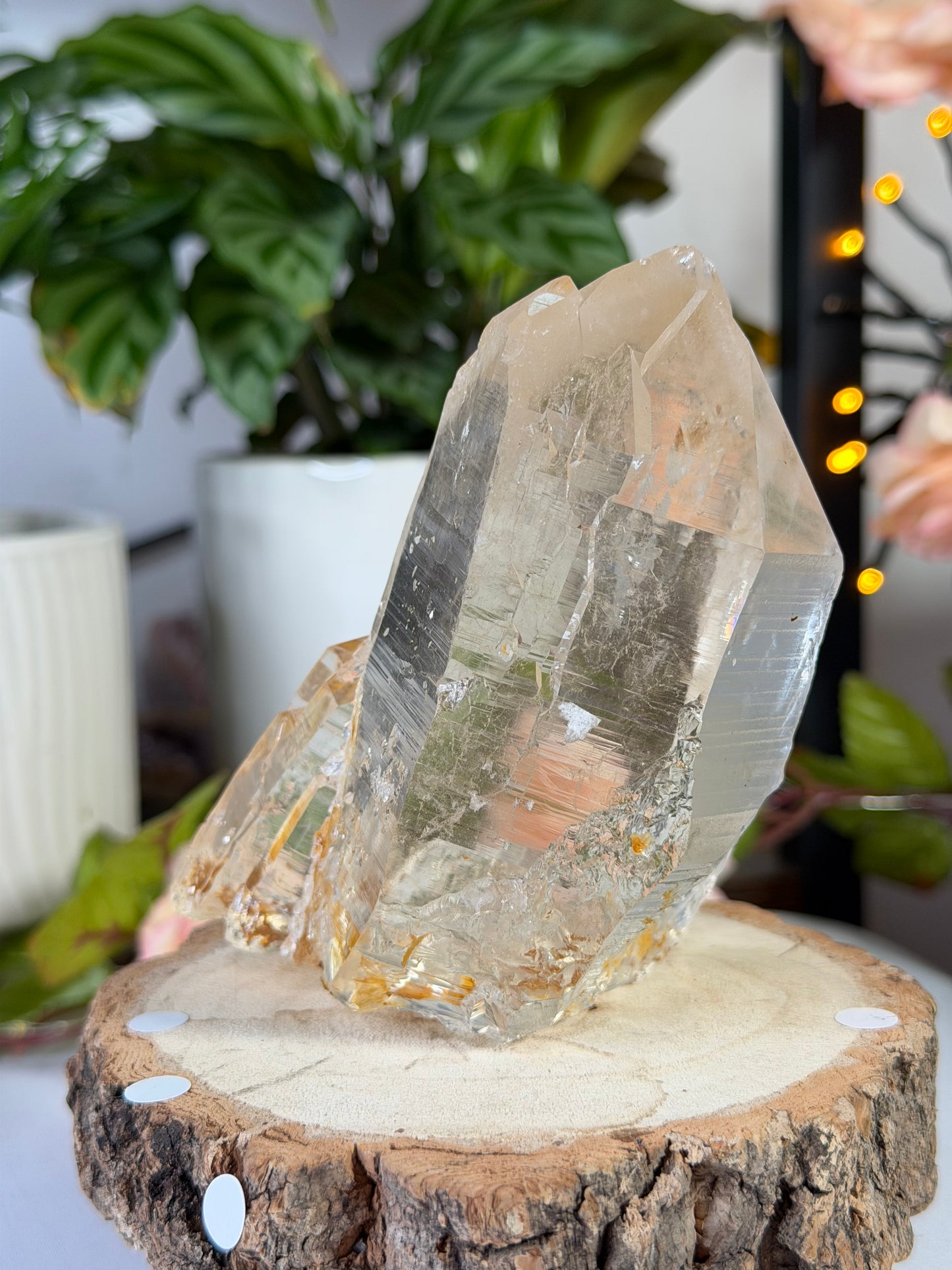 High Quality Natural Brazilian Champagne Cathedral Citrine  | 579g