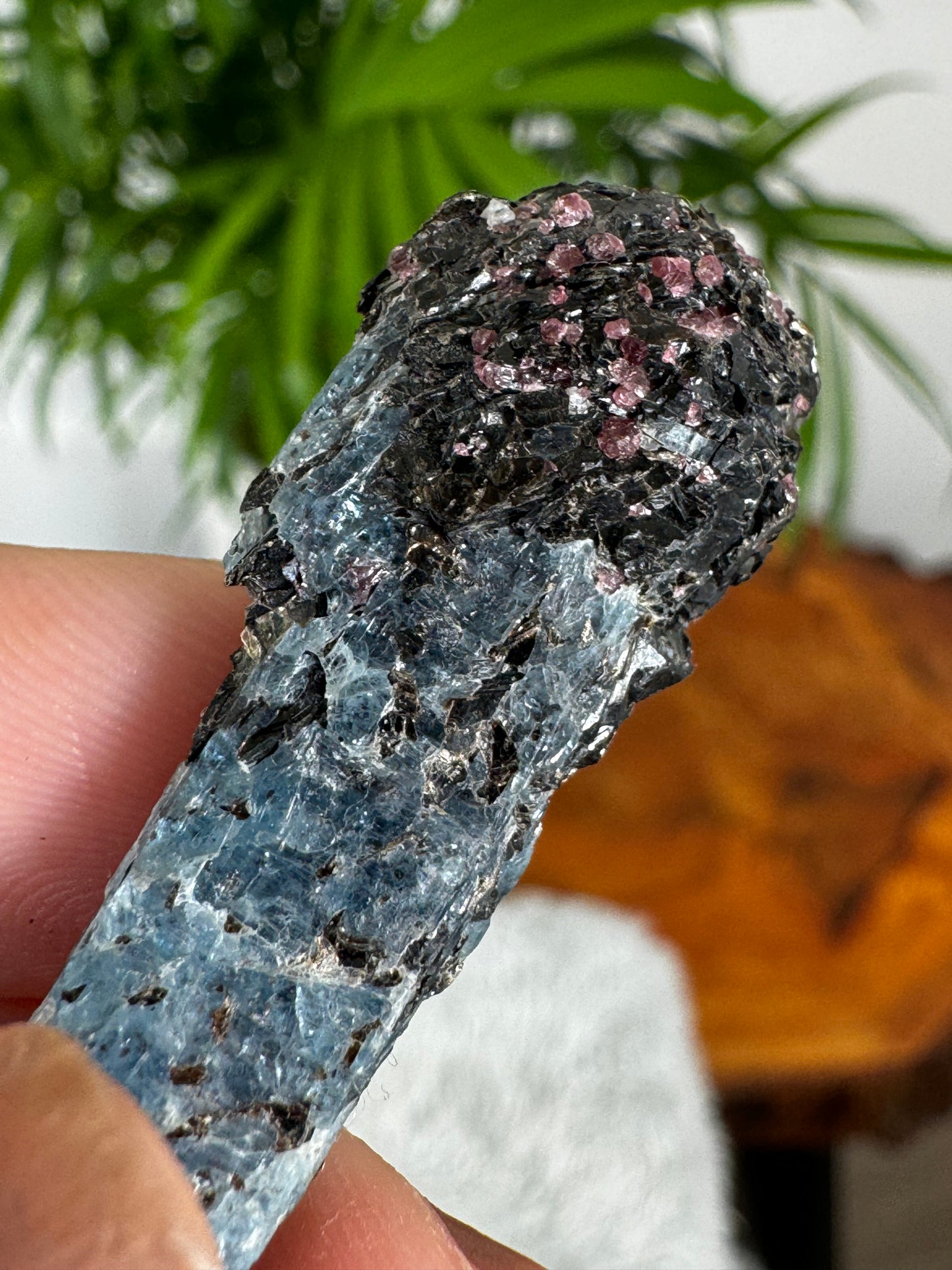 Unusual Kyanite & Garnet Specimen on Gneiss Biotite | 6g