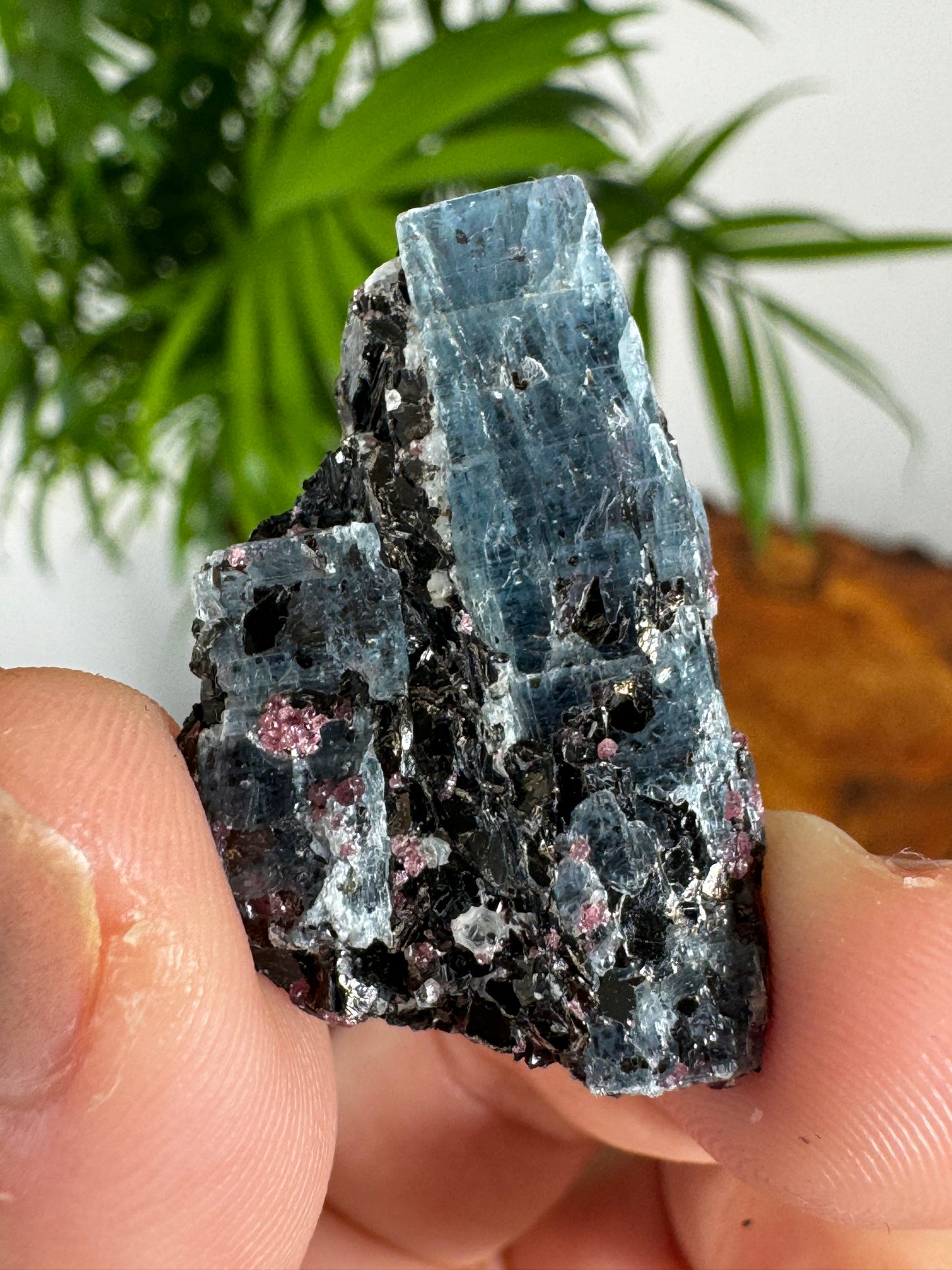 Unusual Kyanite & Garnet Specimen on Gneiss Biotite | 8g