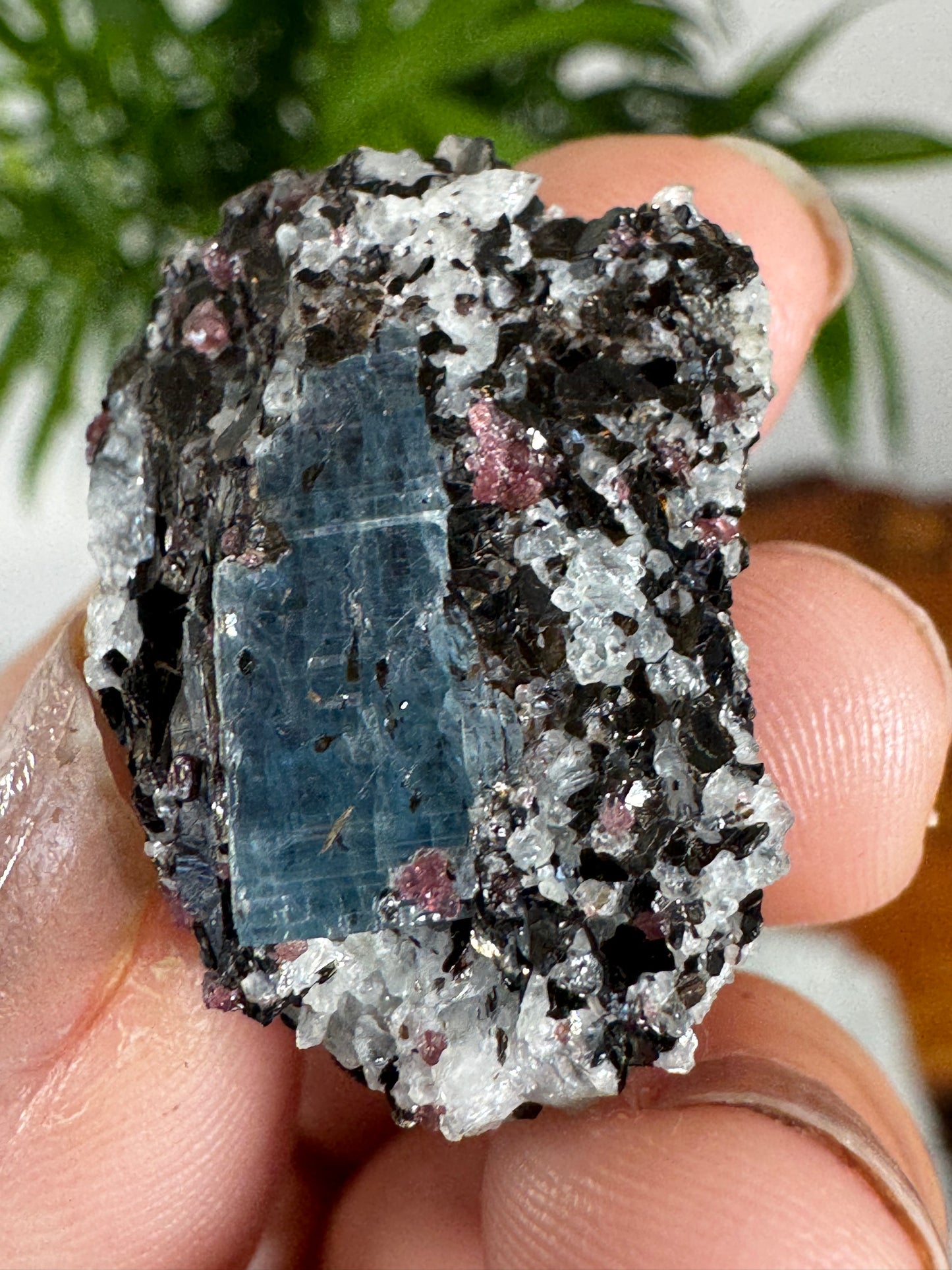 Unusual Kyanite & Garnet Specimen on Gneiss Biotite | 12g