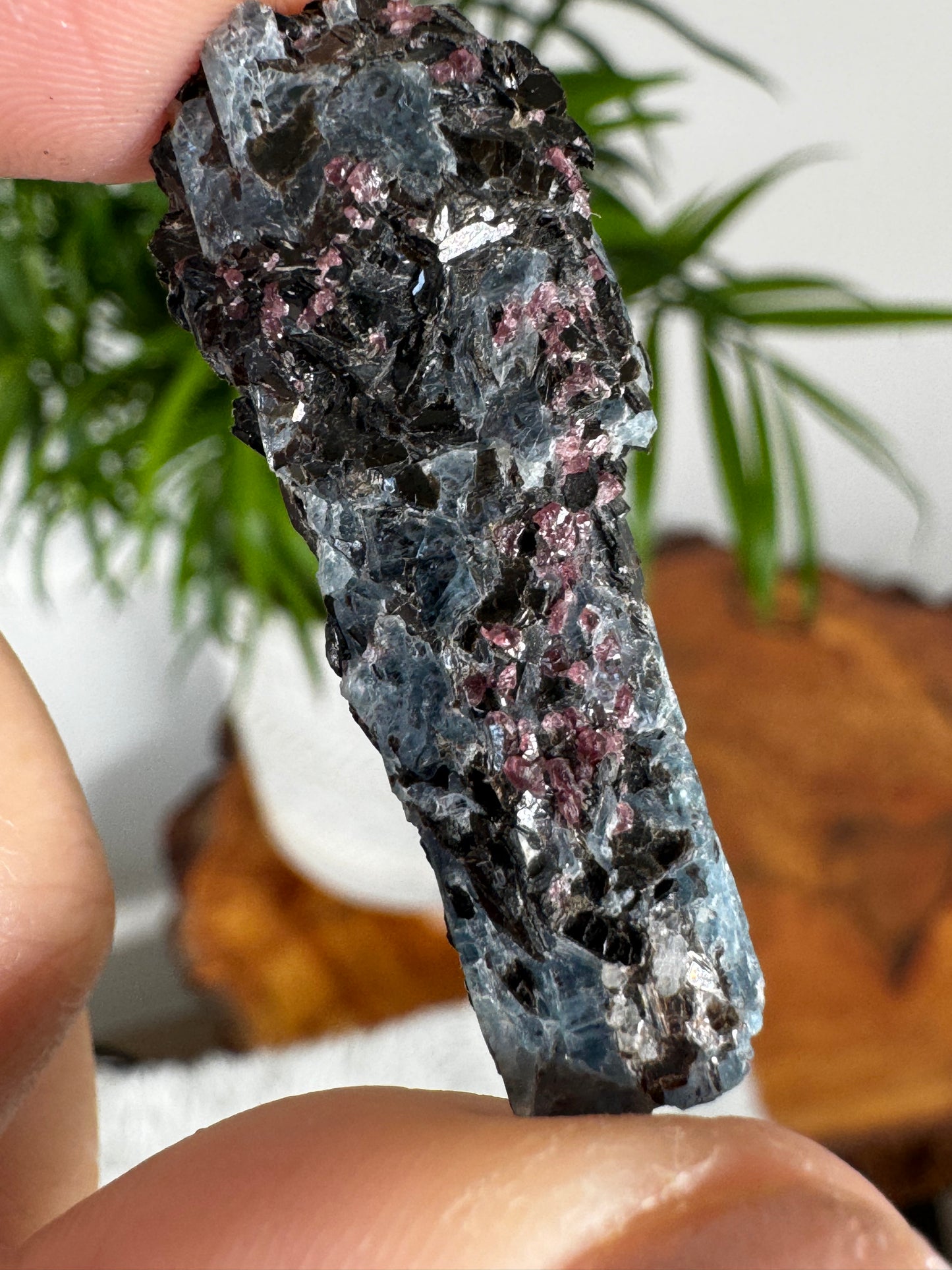 Unusual Kyanite & Garnet Specimen on Gneiss Biotite | 6g