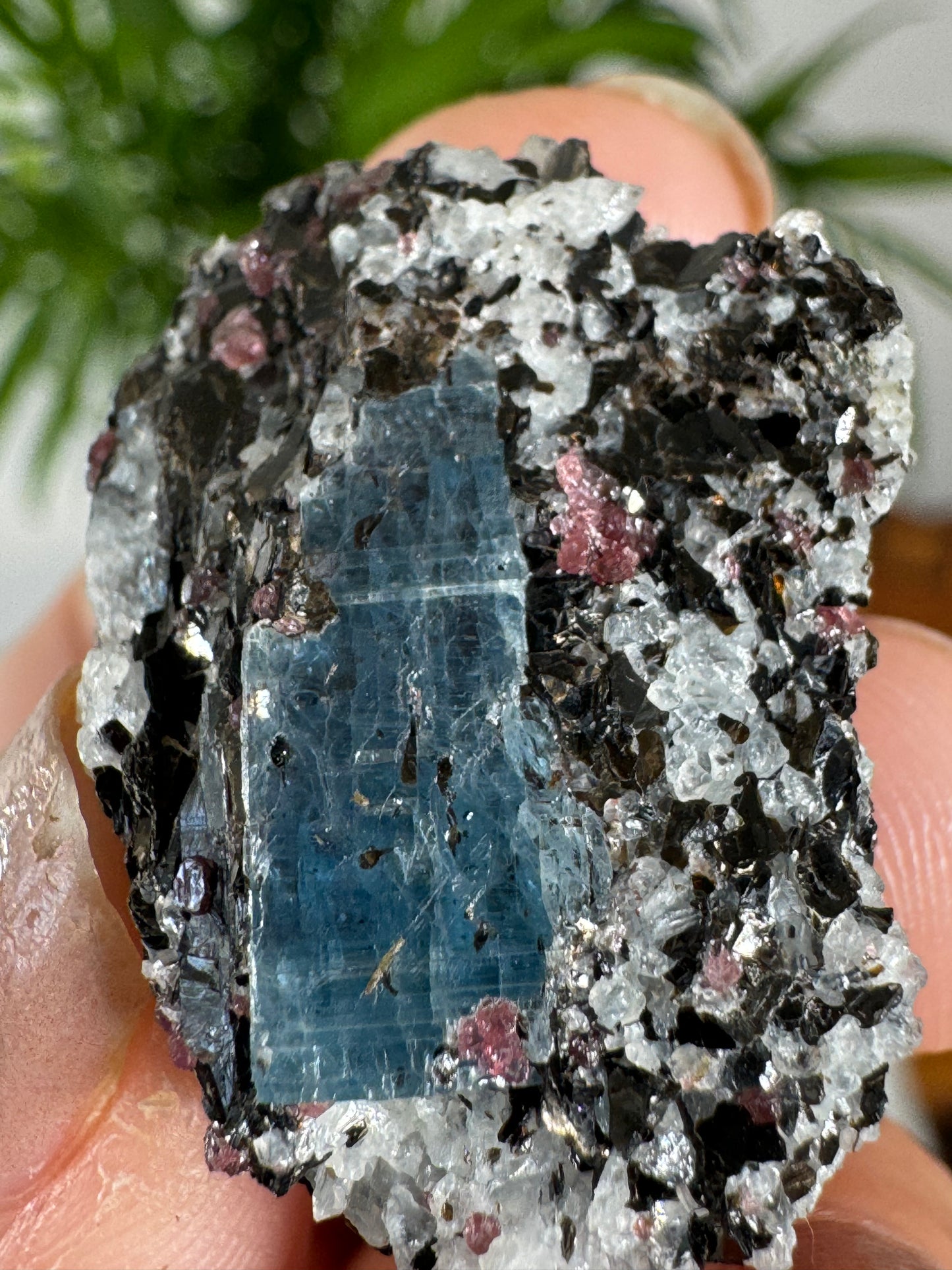 Unusual Kyanite & Garnet Specimen on Gneiss Biotite | 12g