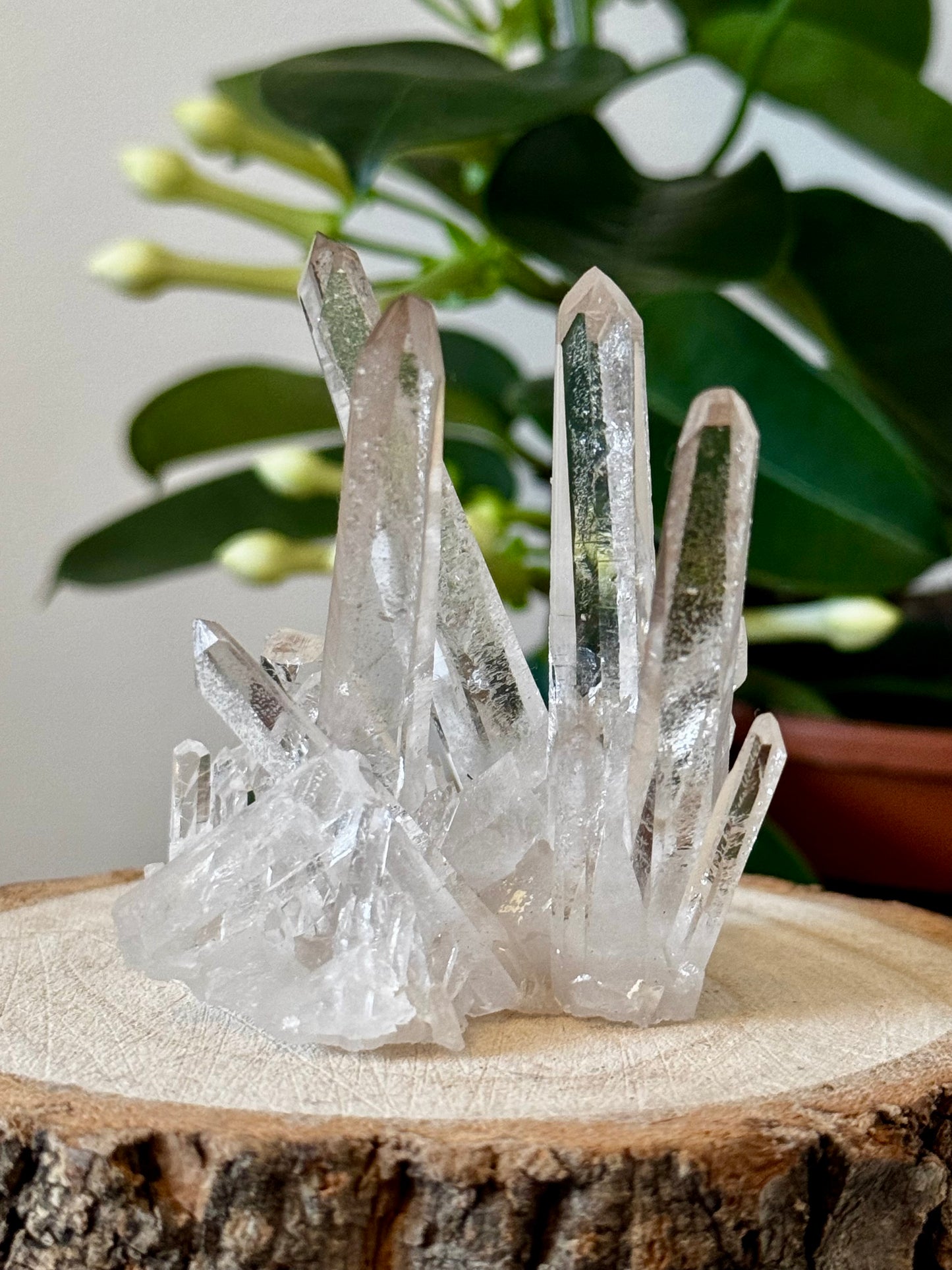 AAA Unique Clear Quartz Cluster | 77g