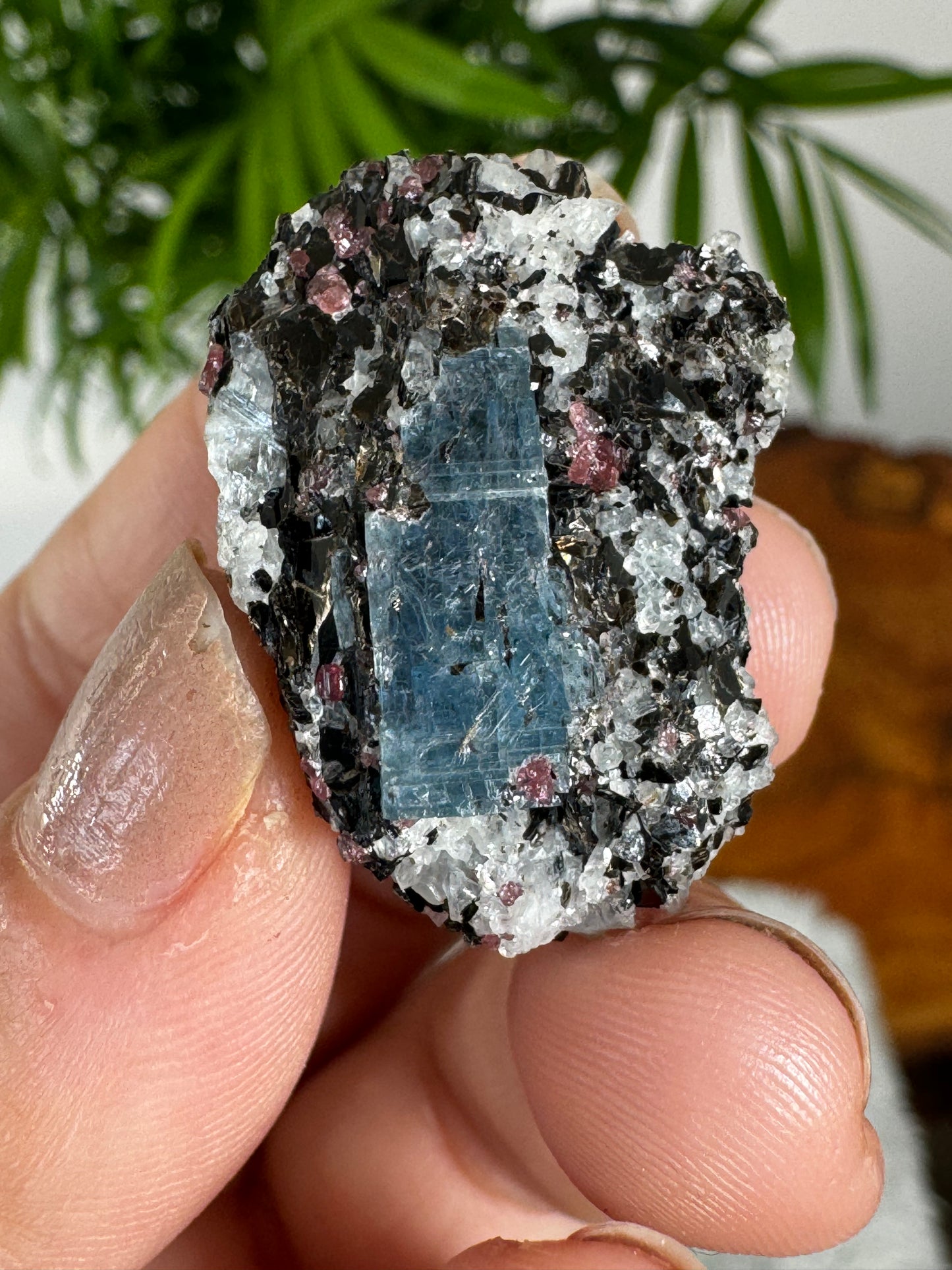 Unusual Kyanite & Garnet Specimen on Gneiss Biotite | 12g