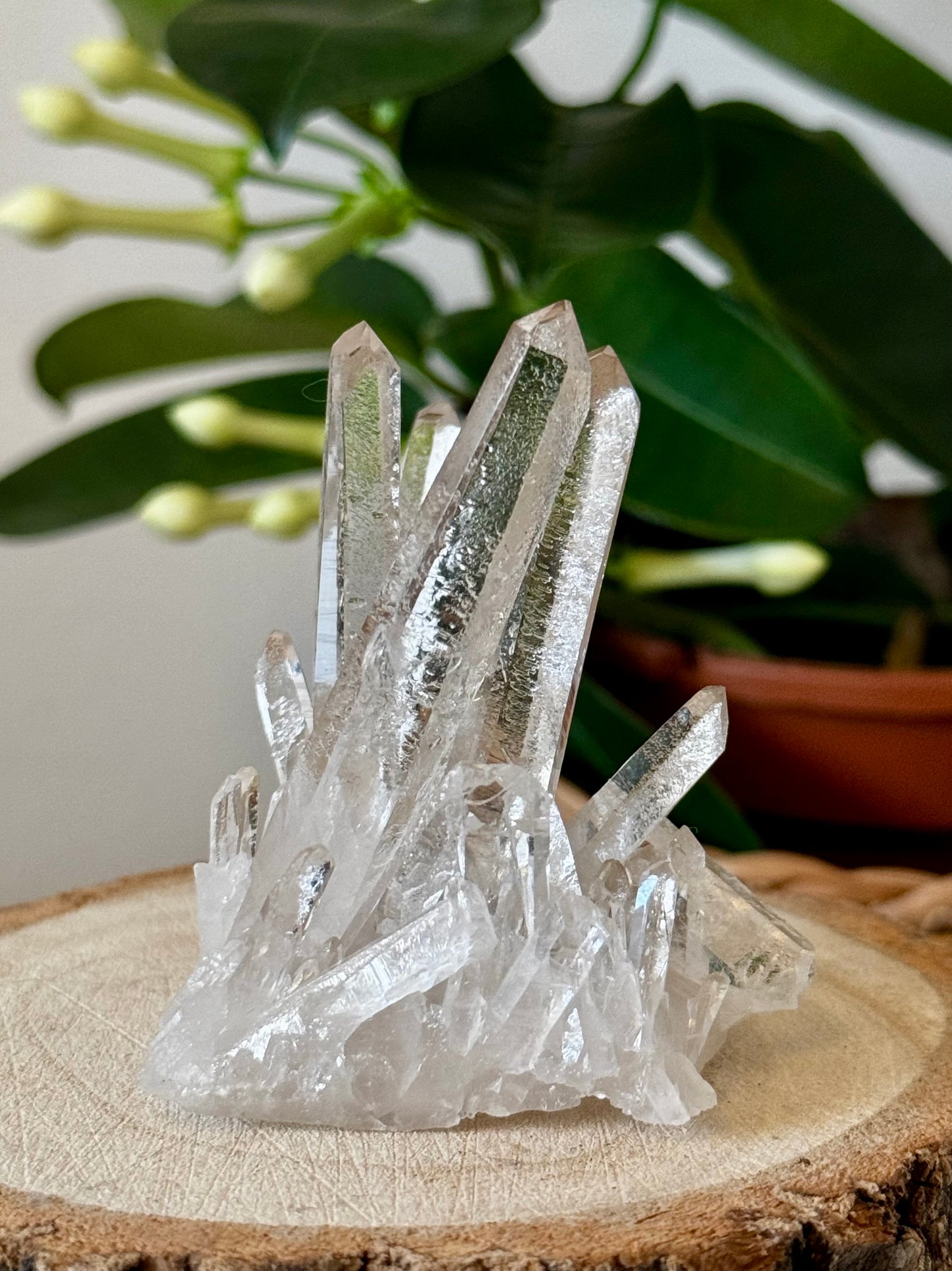 AAA Unique Clear Quartz Cluster | 77g