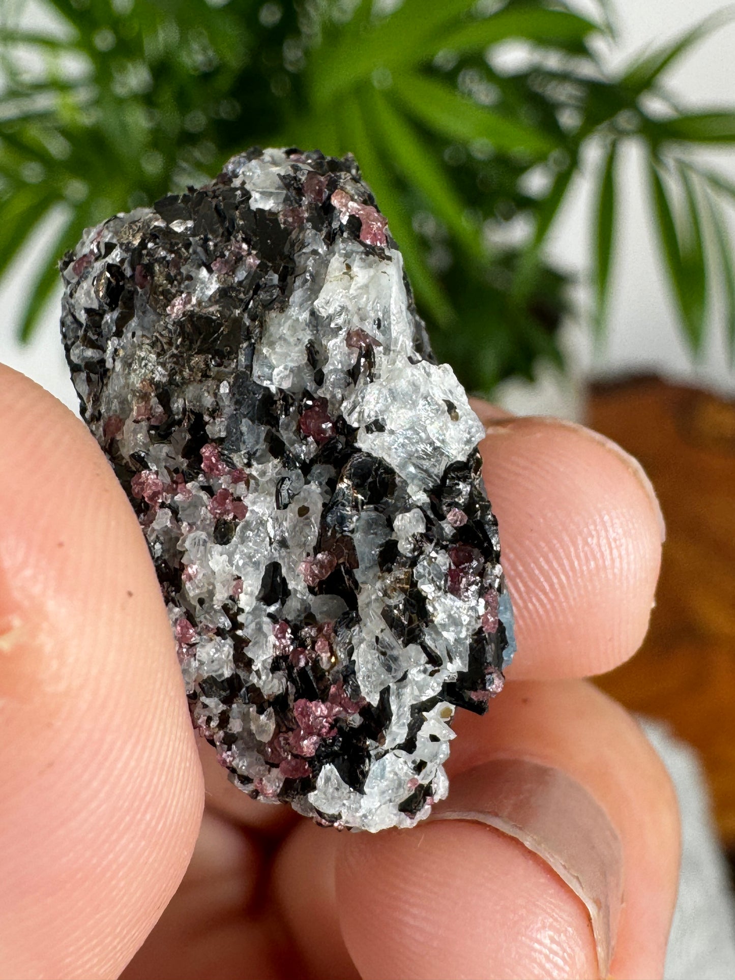 Unusual Kyanite & Garnet Specimen on Gneiss Biotite | 12g