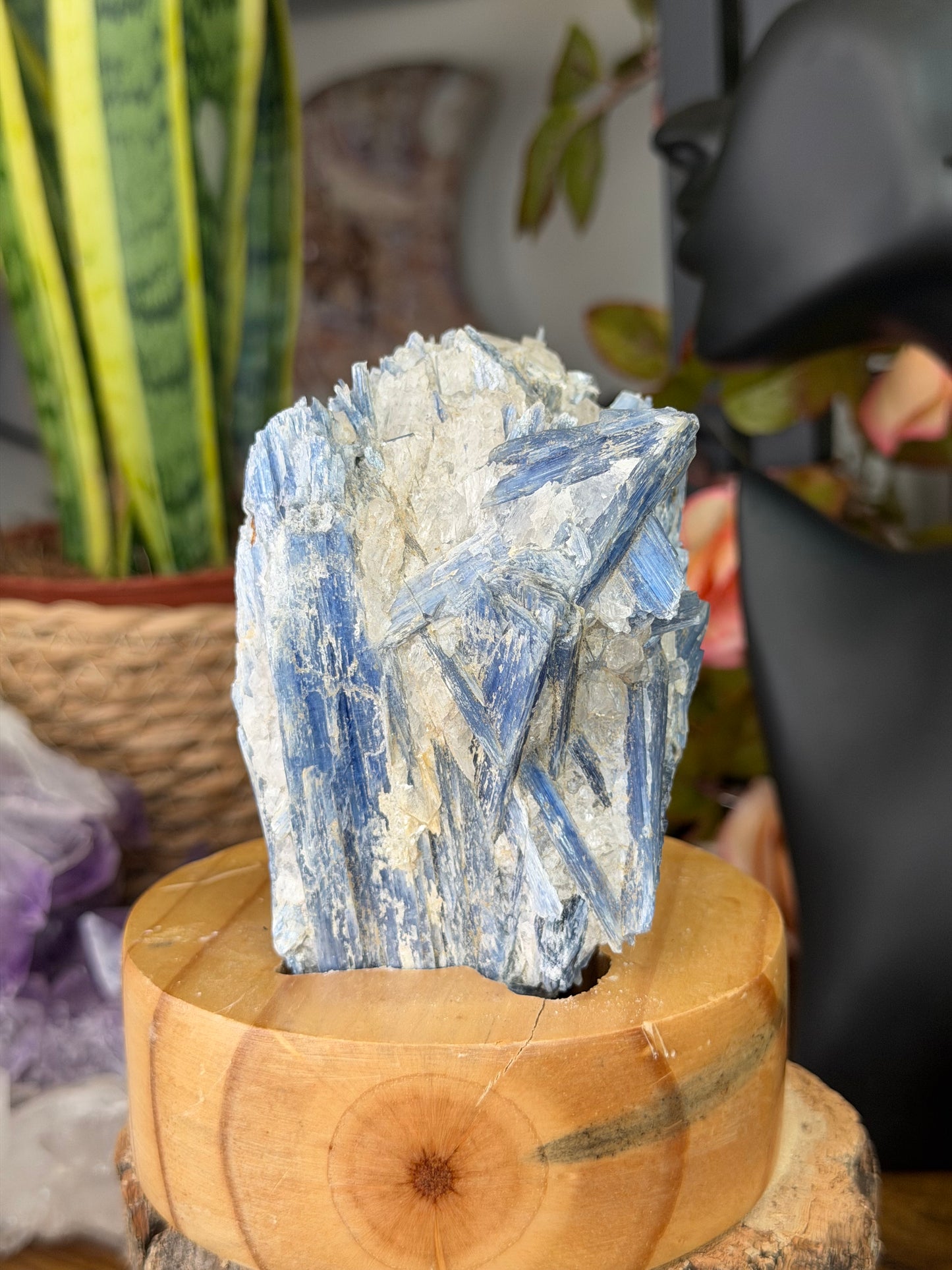 Stunning Blue Kyanite Specimen on Stand from Brazil | 770g