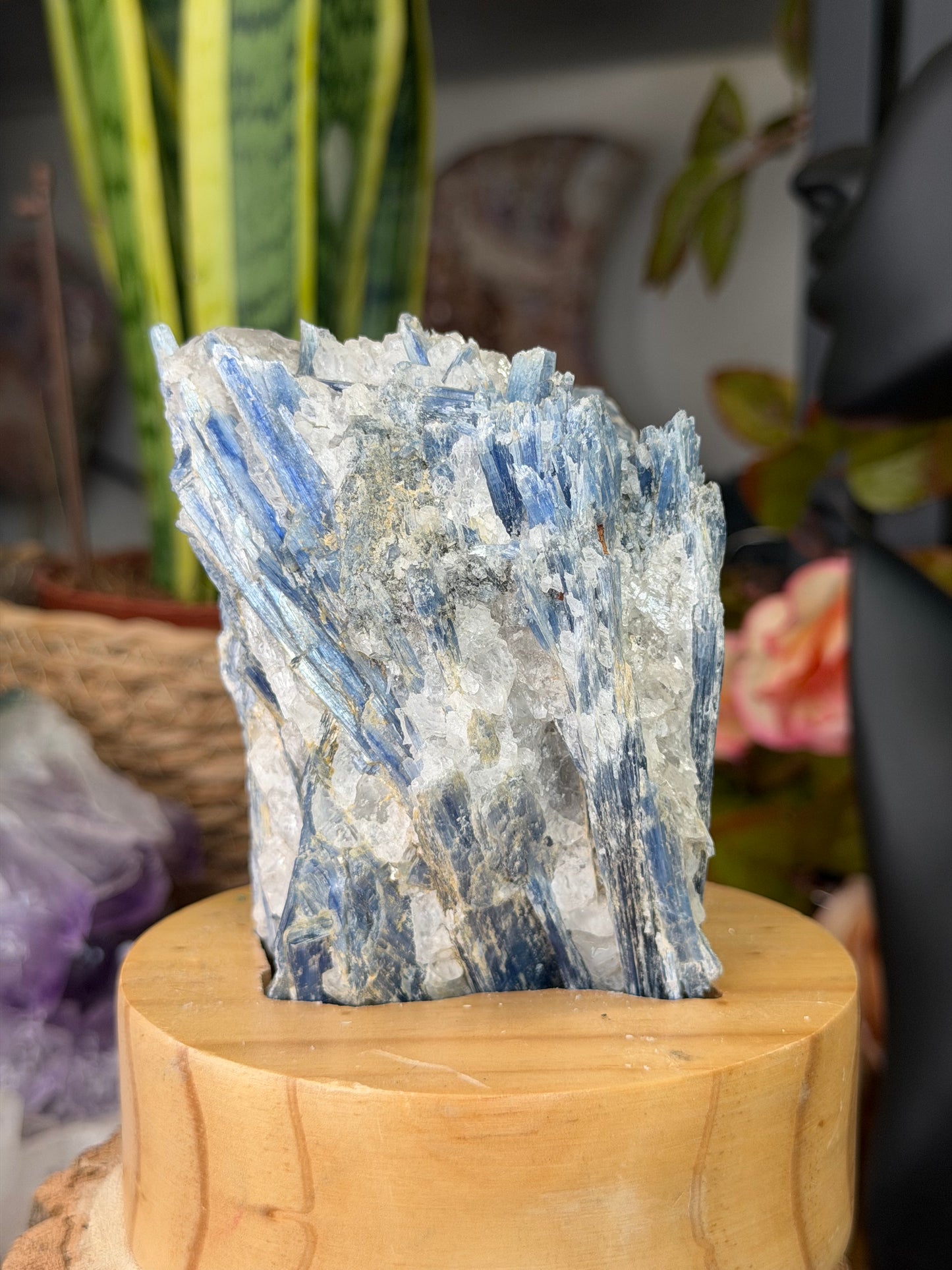 Stunning Blue Kyanite Specimen on Stand from Brazil | 770g