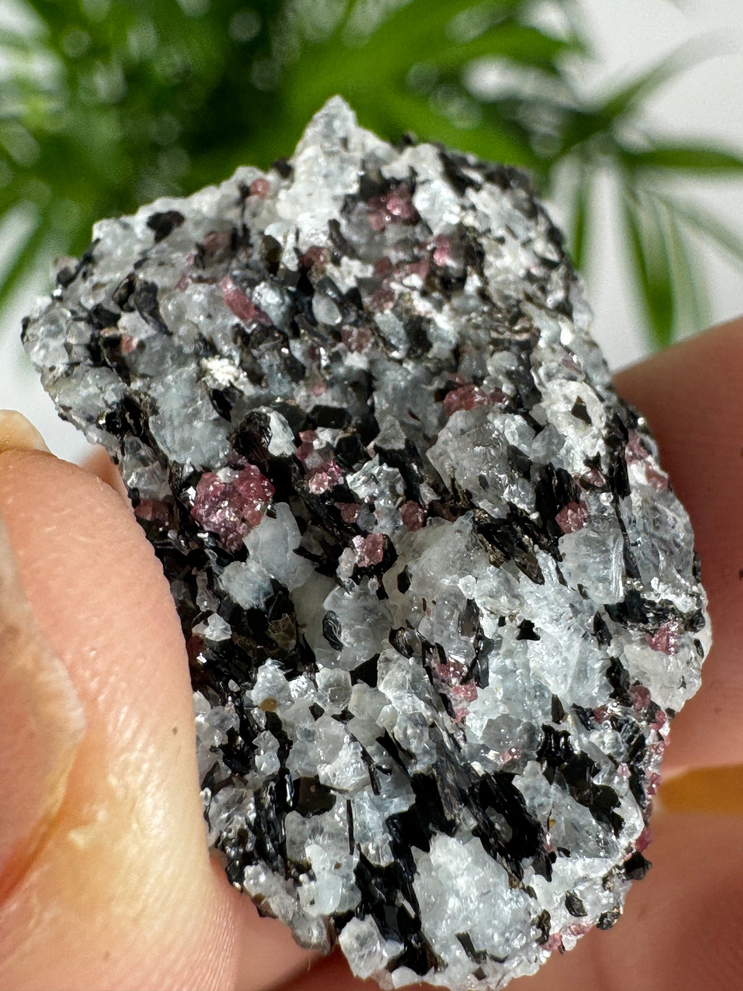 Unusual Kyanite & Garnet Specimen on Gneiss Biotite | 12g