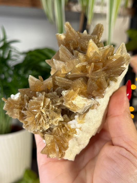 Gorgeous Star Mica from Brazil  | 318g