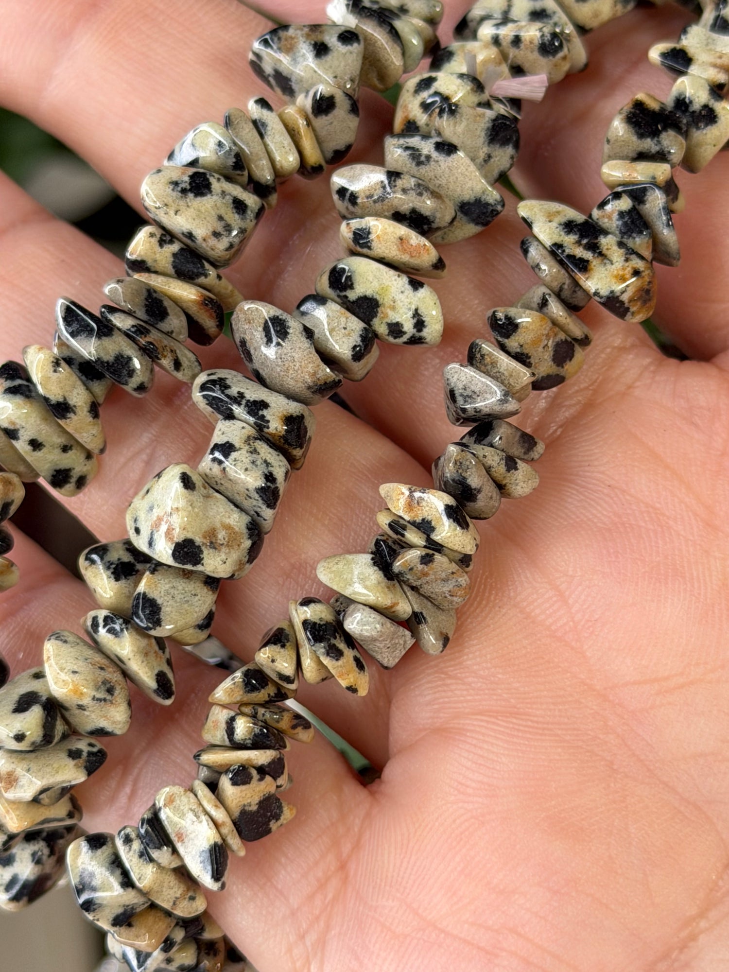 Dalmatian Jasper