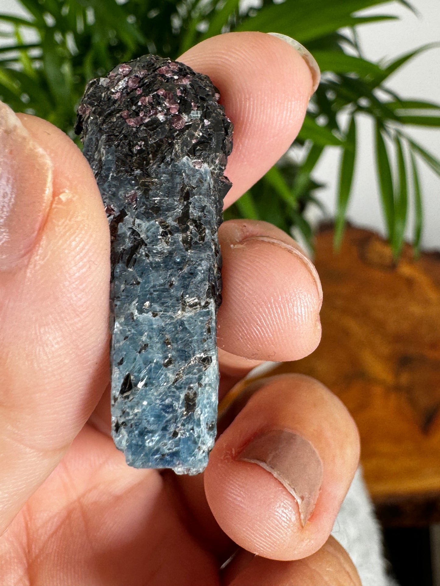 Unusual Kyanite & Garnet Specimen on Gneiss Biotite | 6g