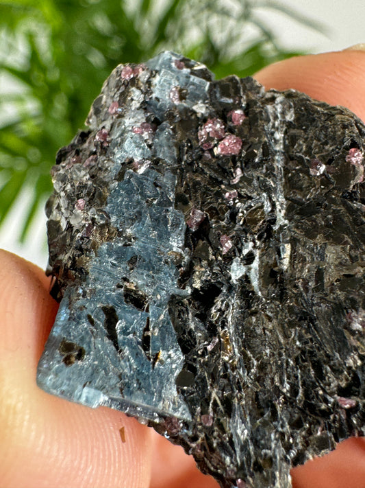 Unusual Kyanite & Garnet Specimen on Gneiss Biotite | 9g