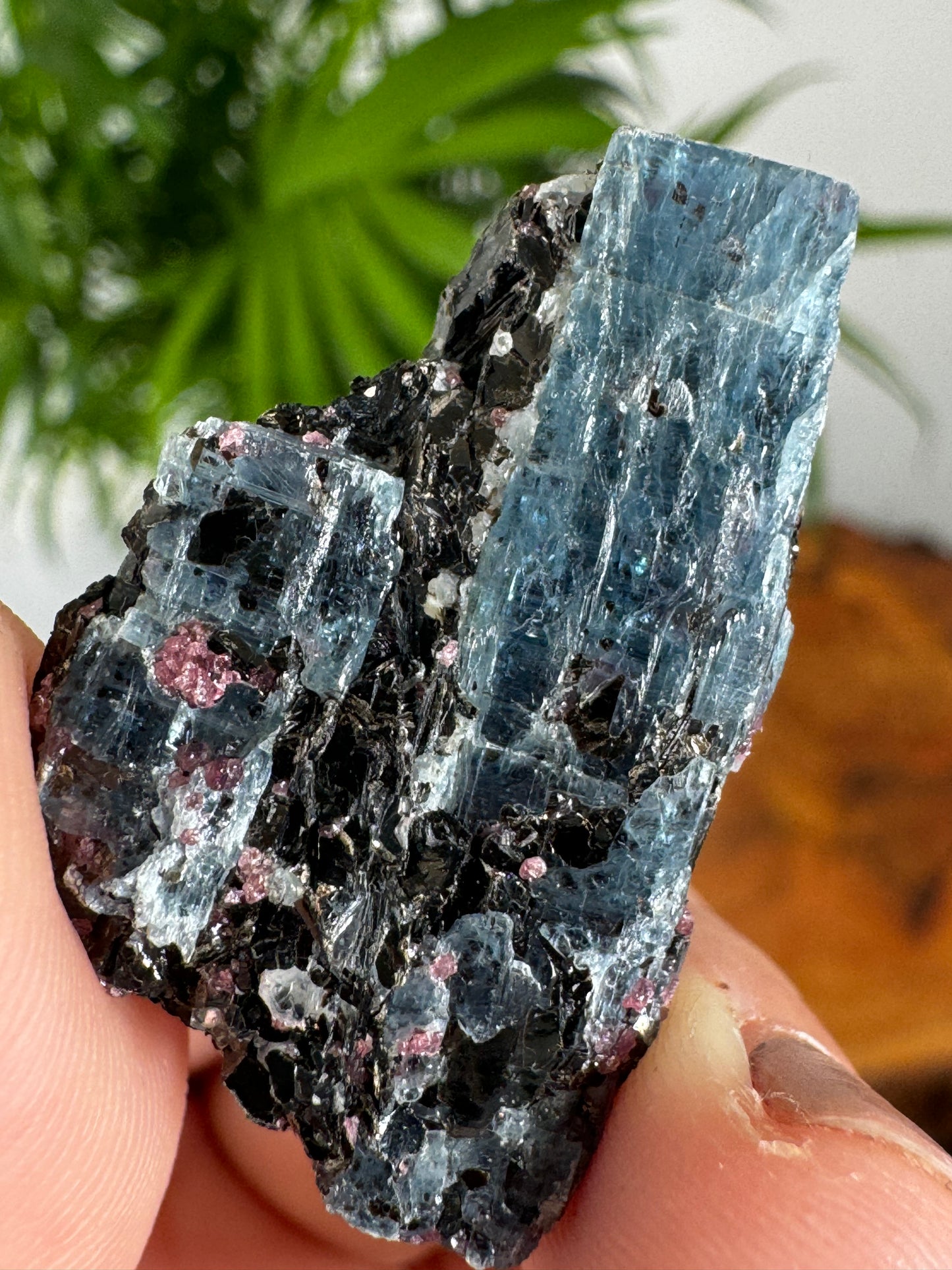 Unusual Kyanite & Garnet Specimen on Gneiss Biotite | 8g