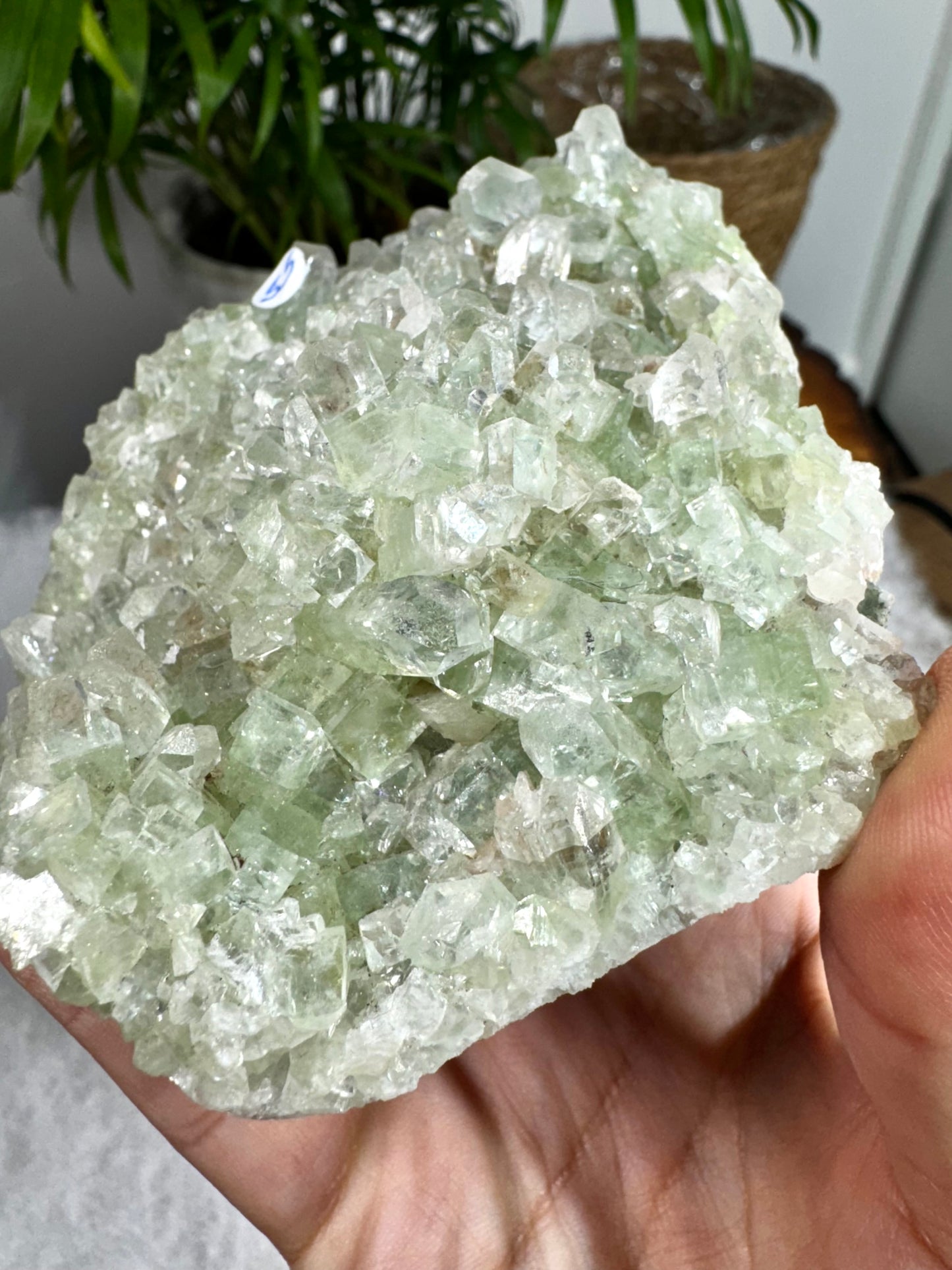 Green Apophyllite Cluster | 398g