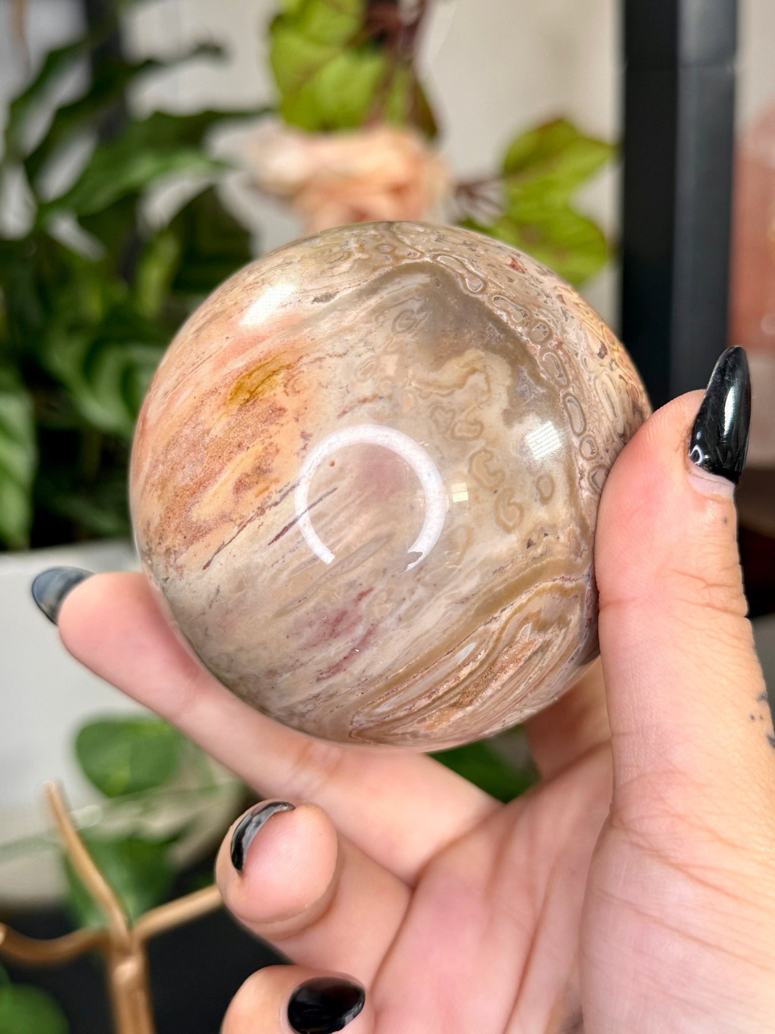 Petrified Wood Sphere | 478g - The Crystal Valley