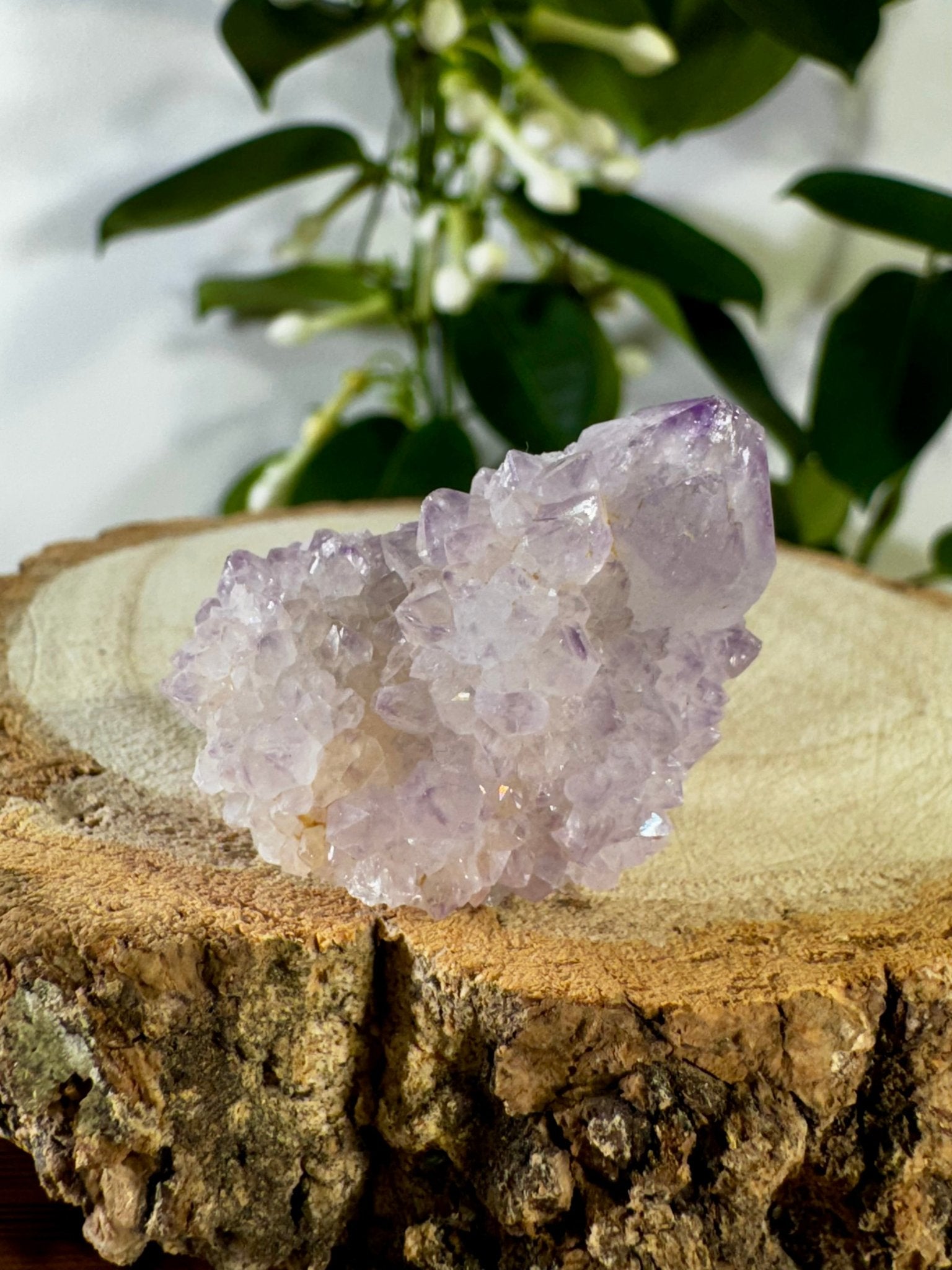 Small Spirit Quartz | 22g - The Crystal Valley