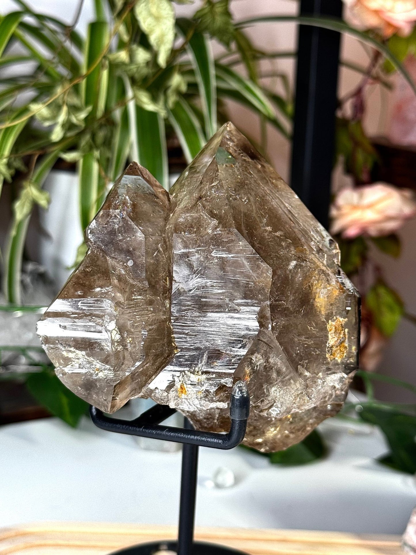 Statment Piece ~ Elestial Smokey Quartz | 575g - The Crystal Valley