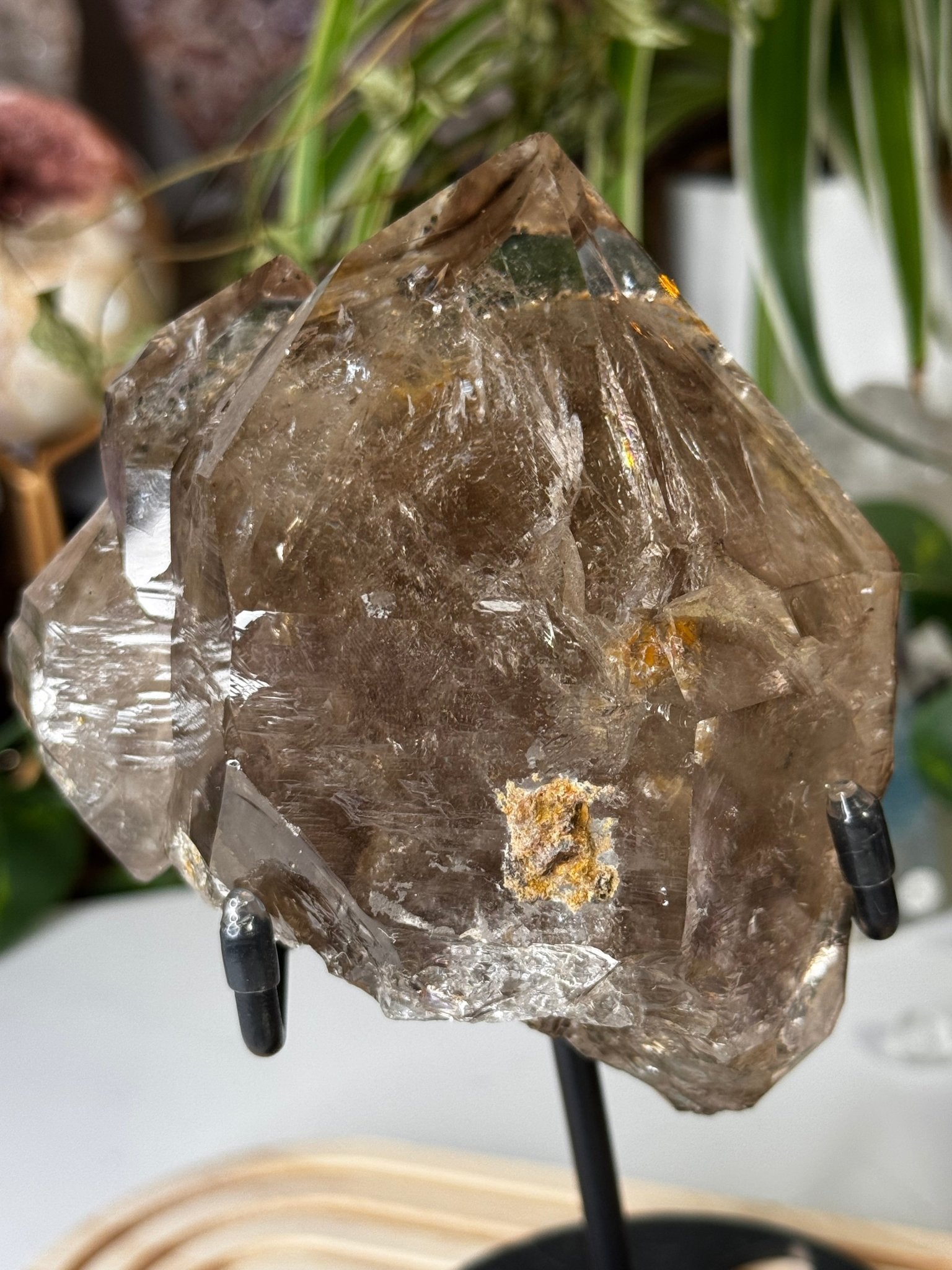 Statment Piece ~ Elestial Smokey Quartz | 575g - The Crystal Valley