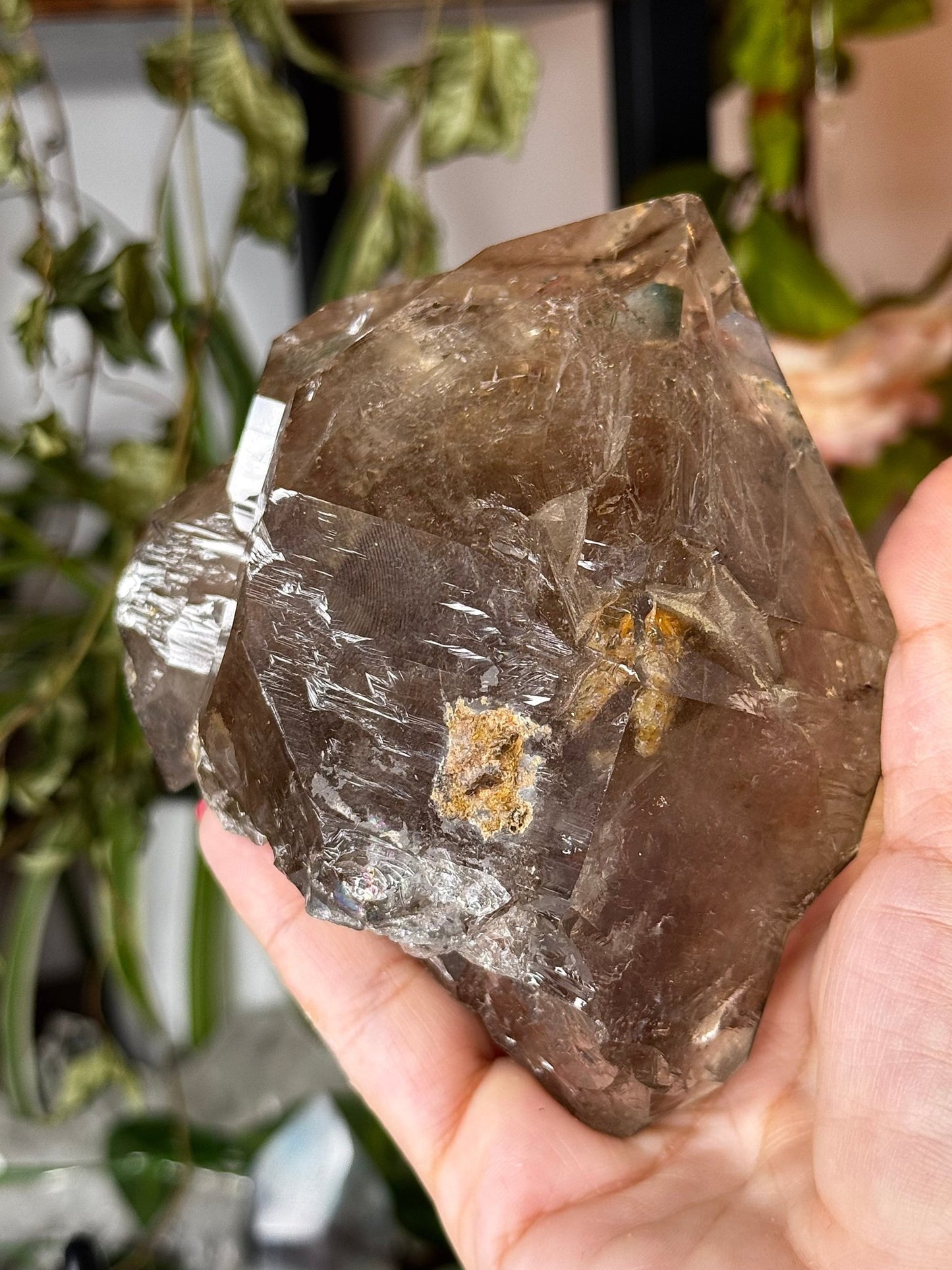 Statment Piece ~ Elestial Smokey Quartz | 575g - The Crystal Valley