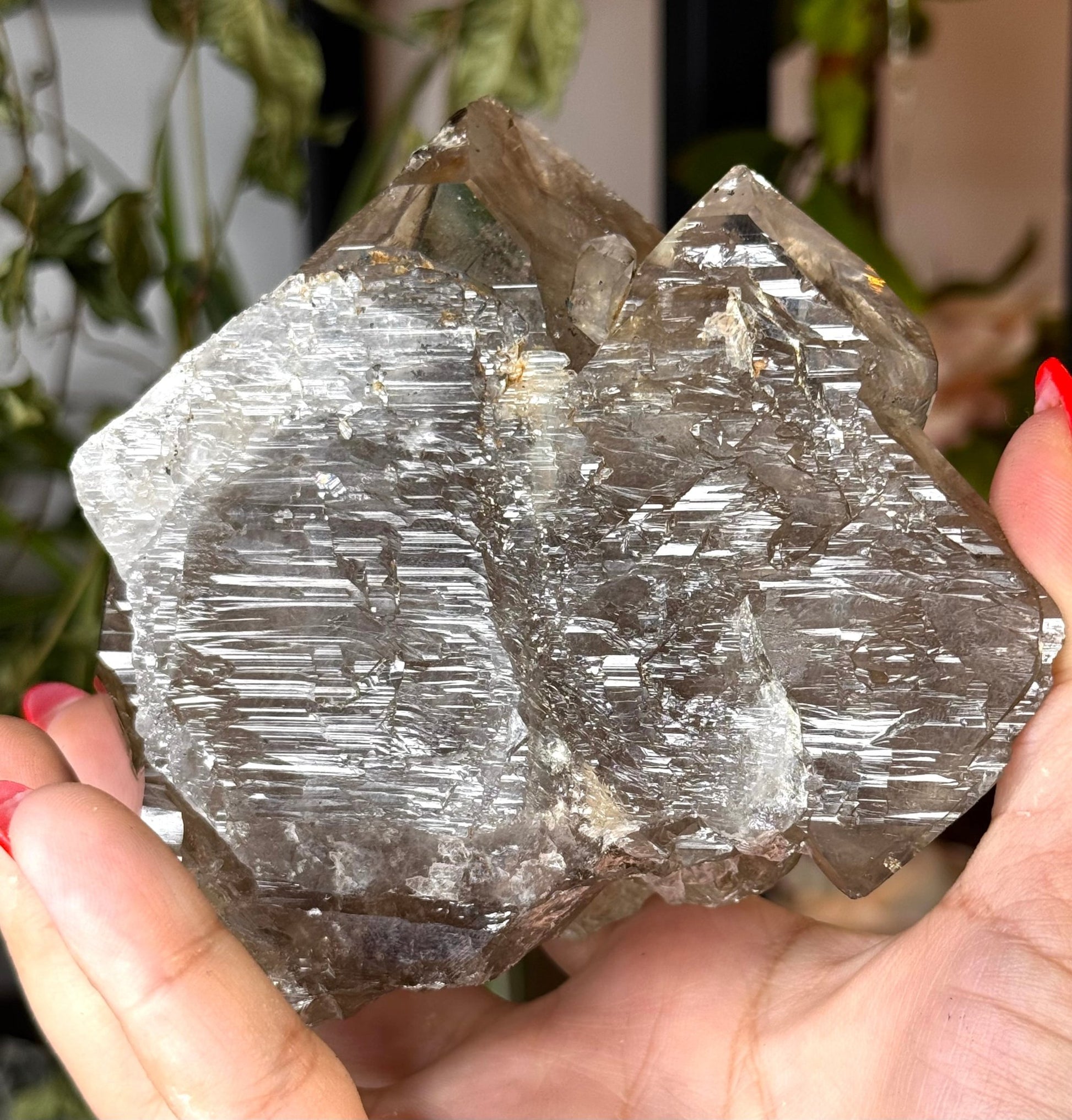 Statment Piece ~ Elestial Smokey Quartz | 575g - The Crystal Valley